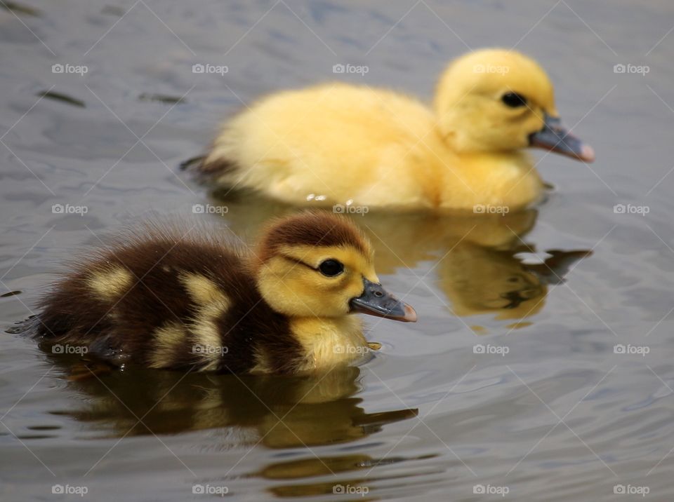 Two ducklings