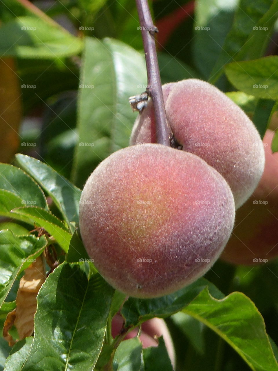 Peaches