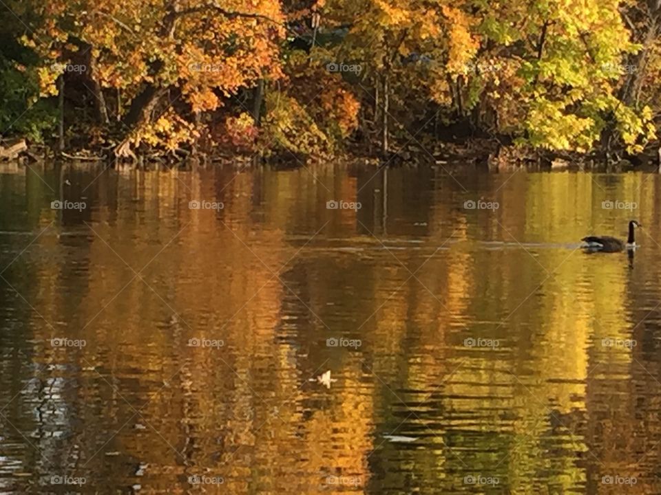 Autumn Swim 1