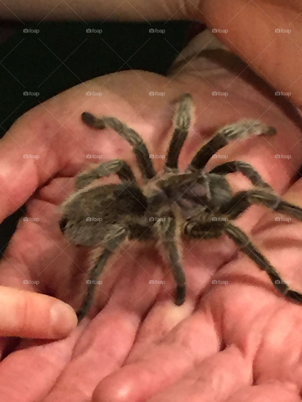 This friendly tarantula likes to be held but only the adults get to hold them as they are quite delicate. 