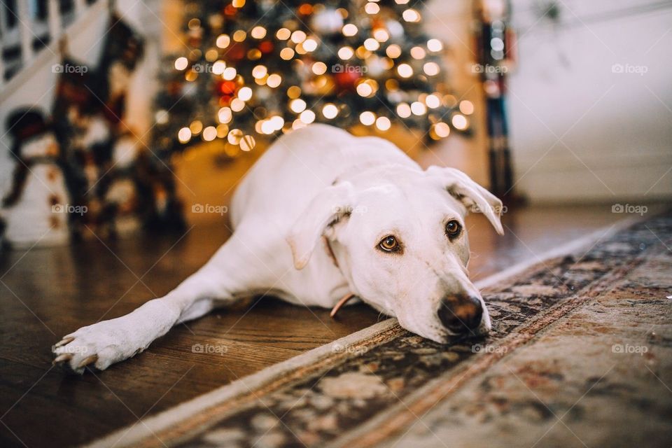 Christmas dog