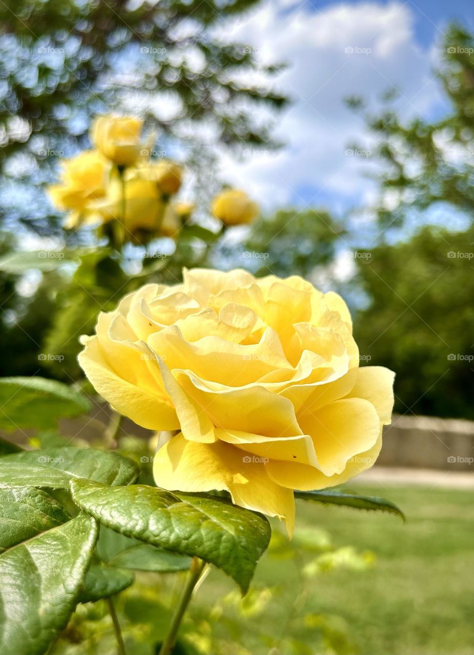 Flowers , Park Montreuil Bellay Junes 2023 . 