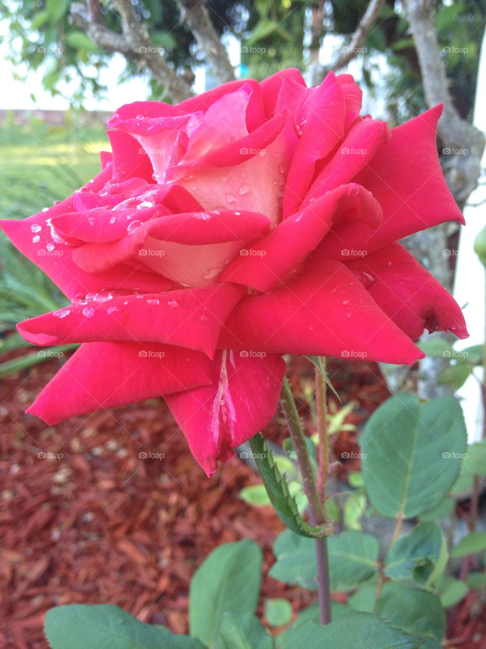 Rose bloom covered in morning dew.