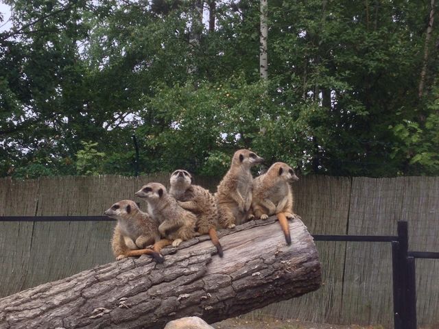 Meercats