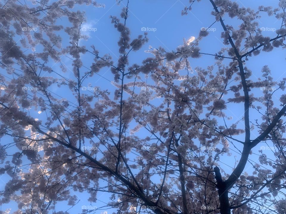 Cherry Blossoms on a Spring Day against the blue sky 