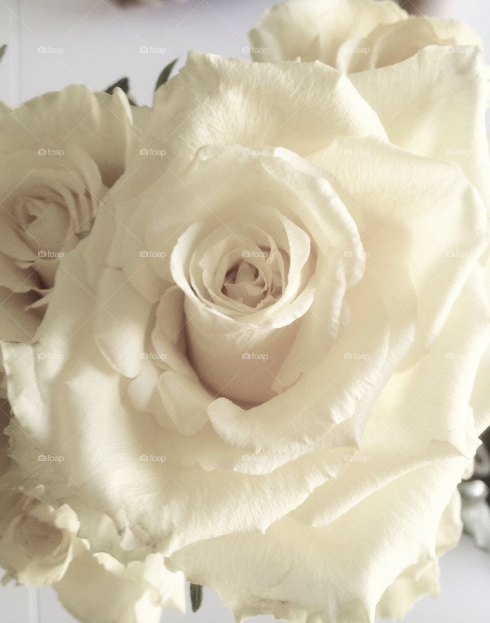 White Rose