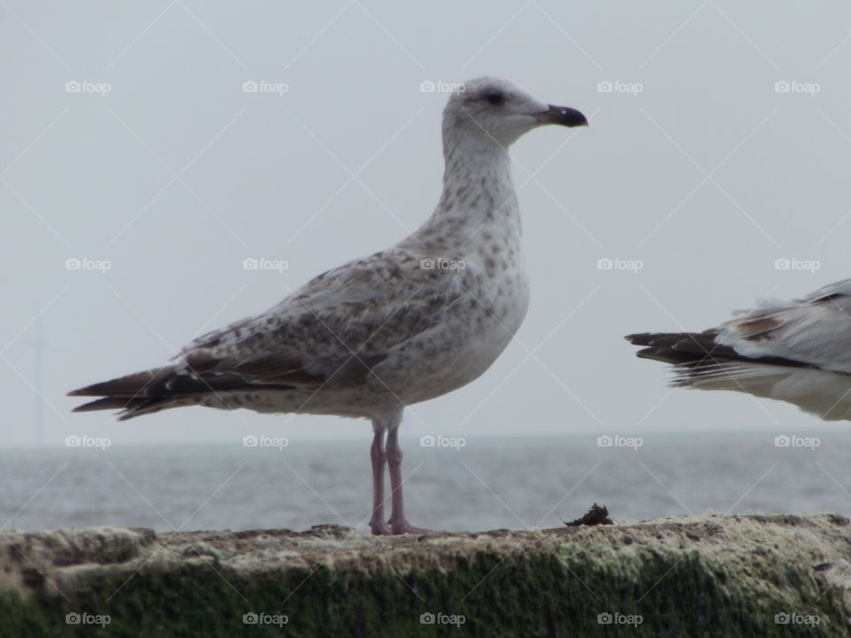 A Young Seagull