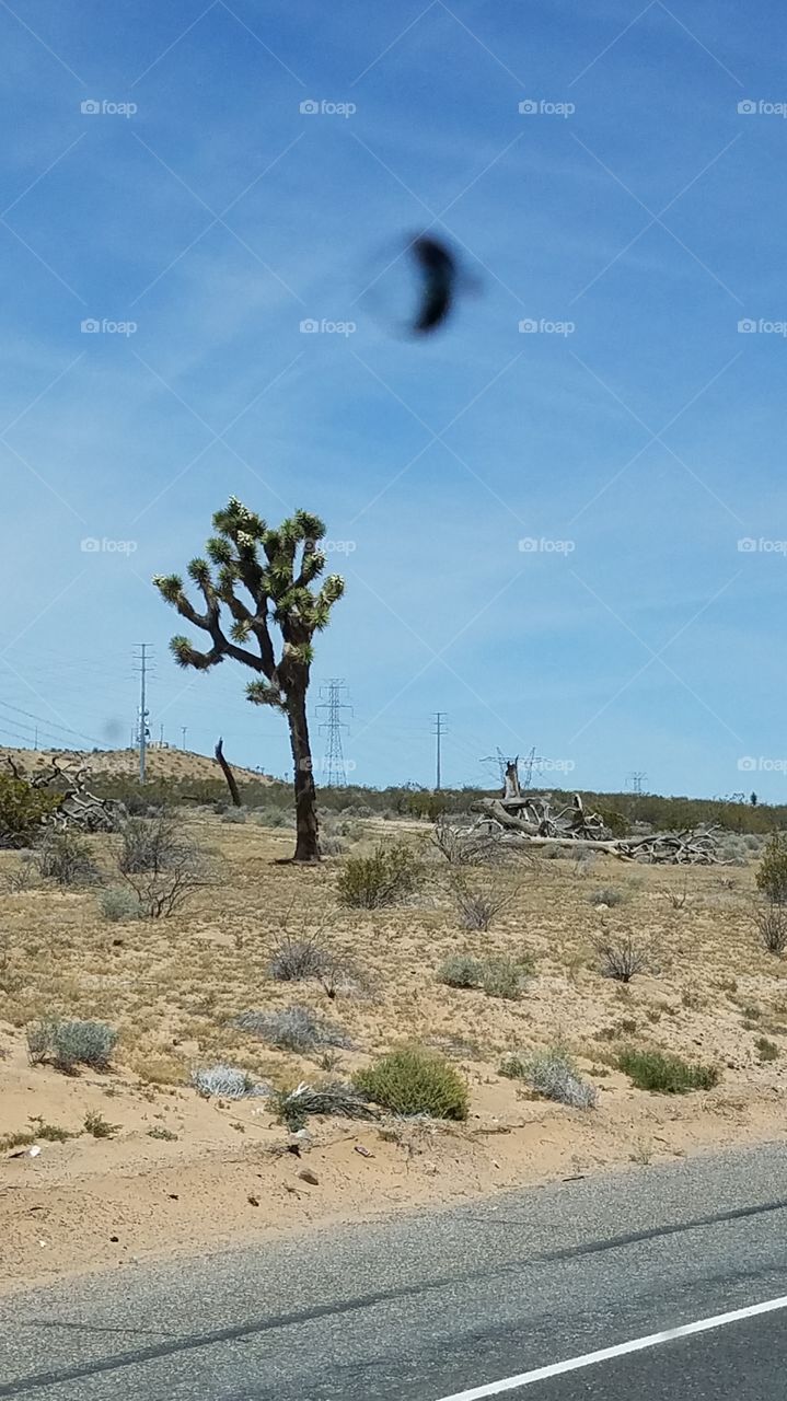 Joshua tree. and that's not a ufo. it's a  rock ding.