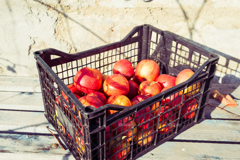 Harvest ripe juicy and tasty apples. Harvested juicy apples from fertile trees.