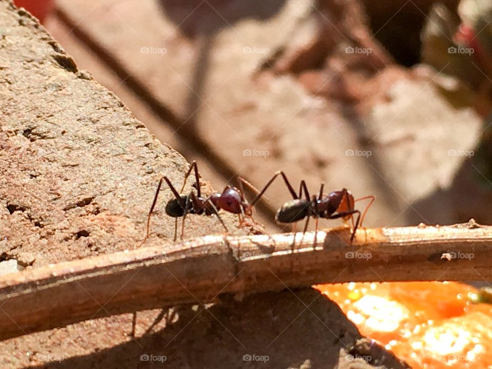 Pair of Territorial ants confrontation in a twig 
