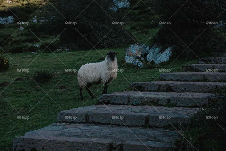 Sheep#animal#nature