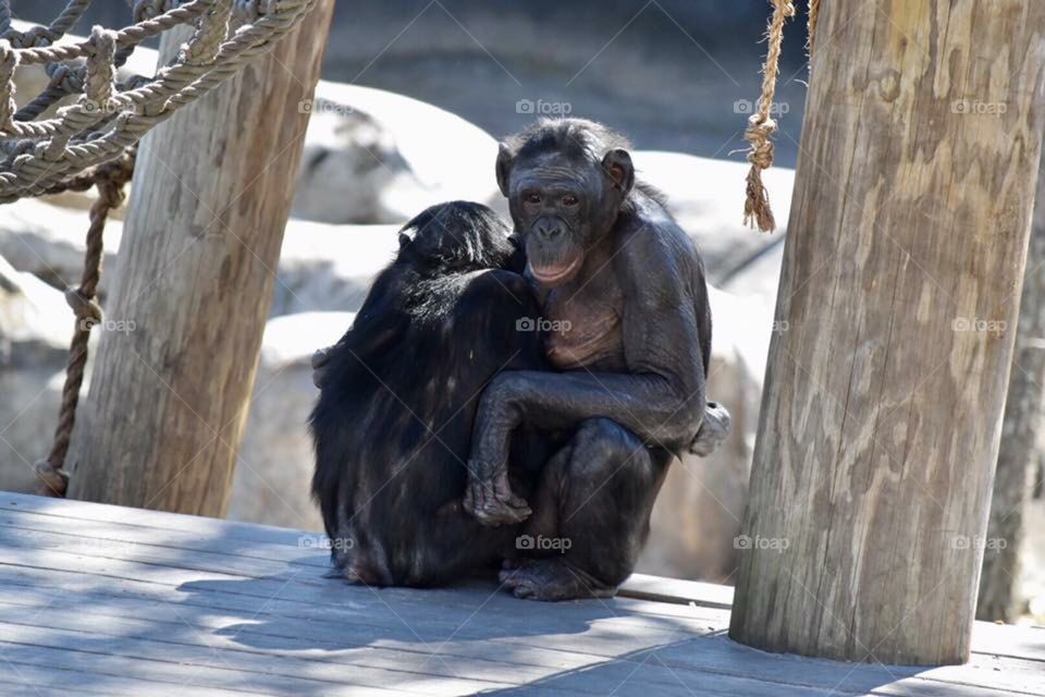 Bonobo Monkeys
