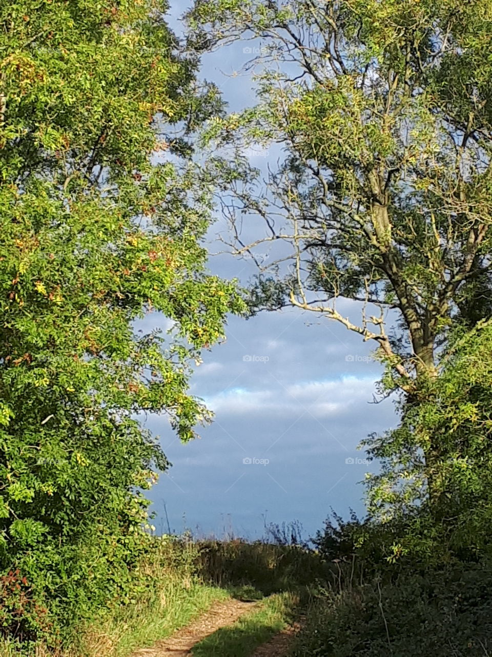 Tree, Nature, Landscape, Wood, Leaf