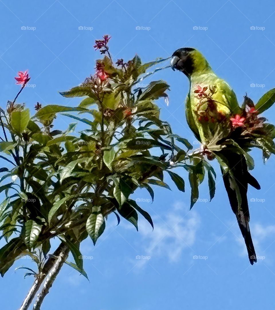 Green parrot perched in a tree 