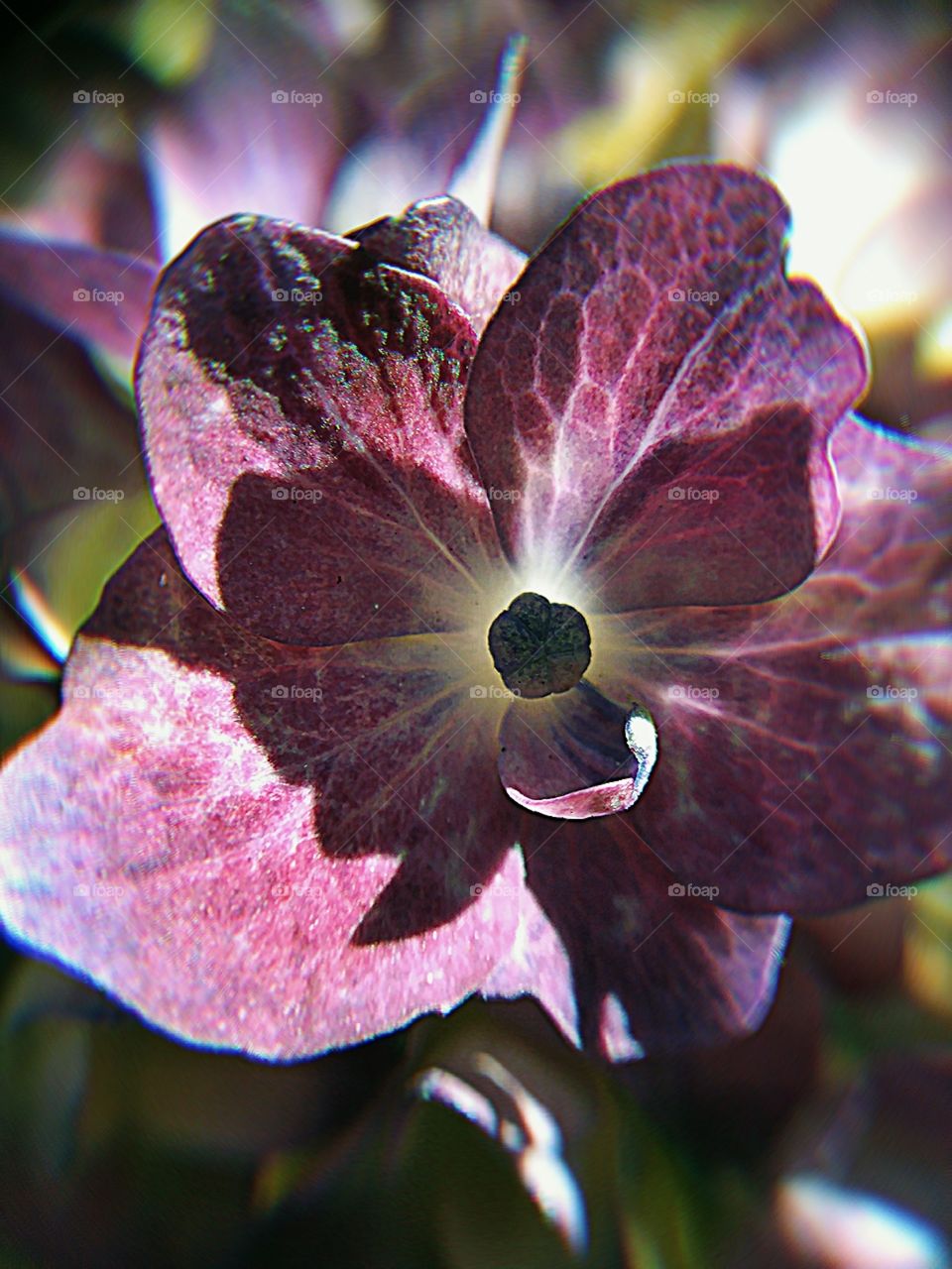 Purple Flower Closeup
