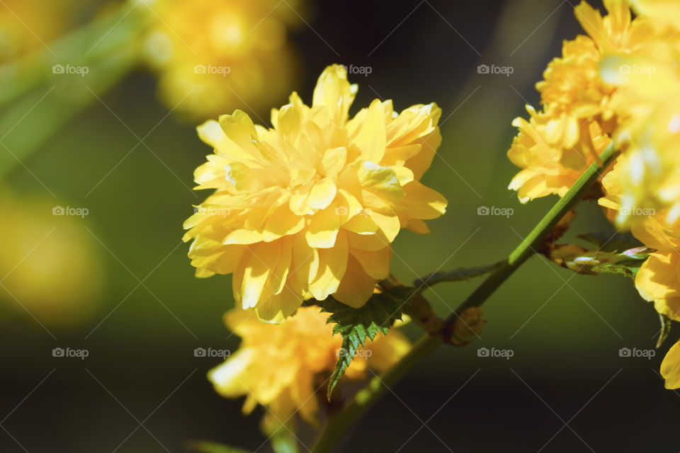 Beautiful yellow spring blossom