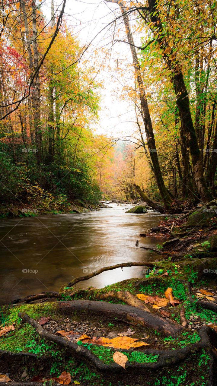 River coming from a forest