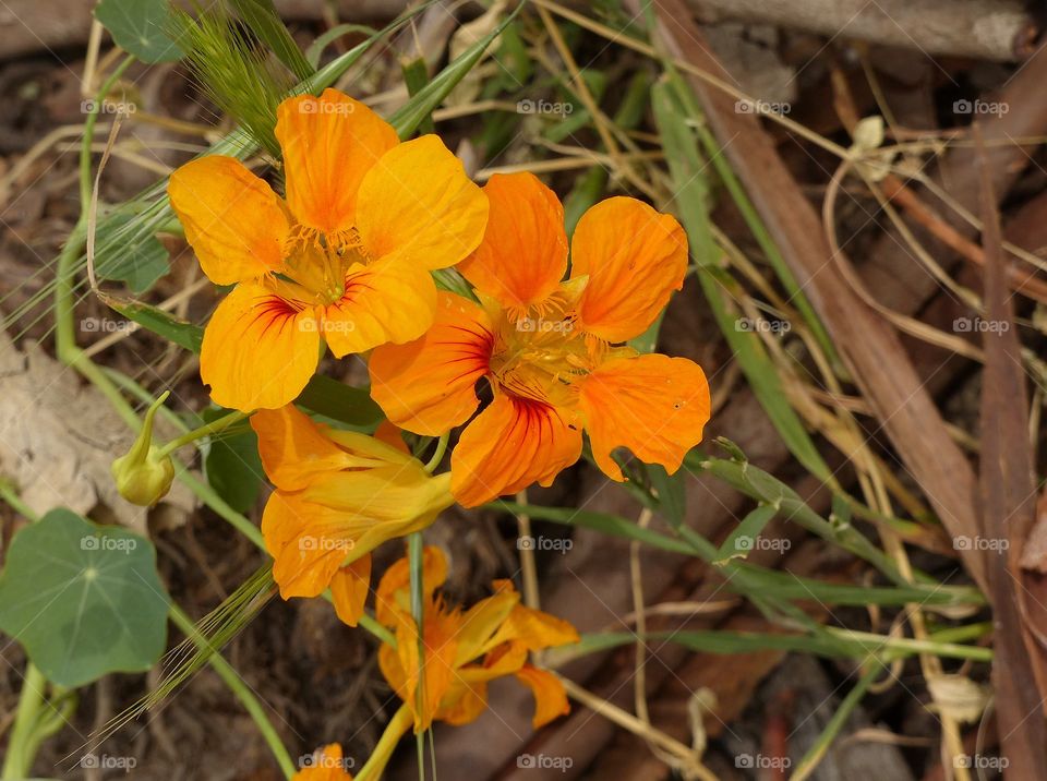 Bright wild flowers in forest 