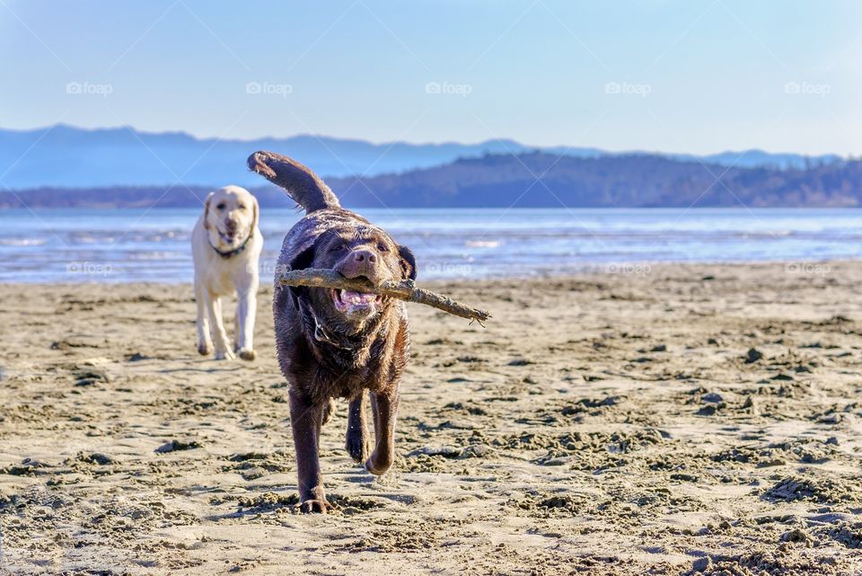 Two Labrador retriever dogs running on a scenic Pacific Ocean beach 