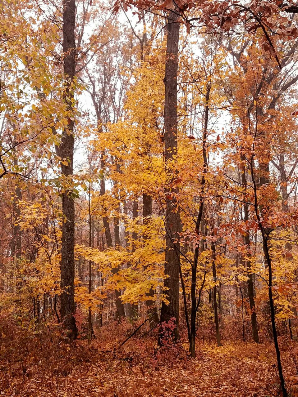 The Yellow Tree in this Photo was Especially Vibrant on a Damp Day in the Woods