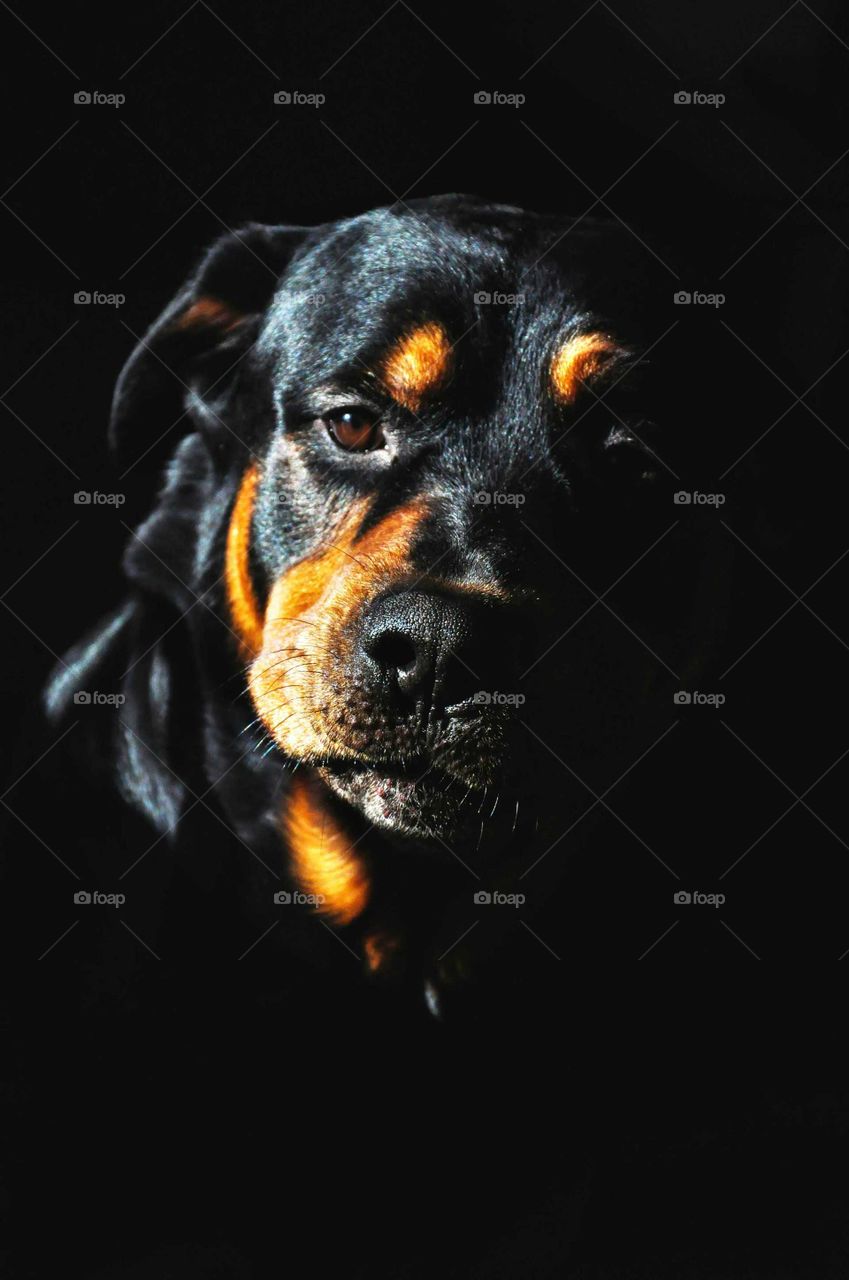 Portrait of rottweiler