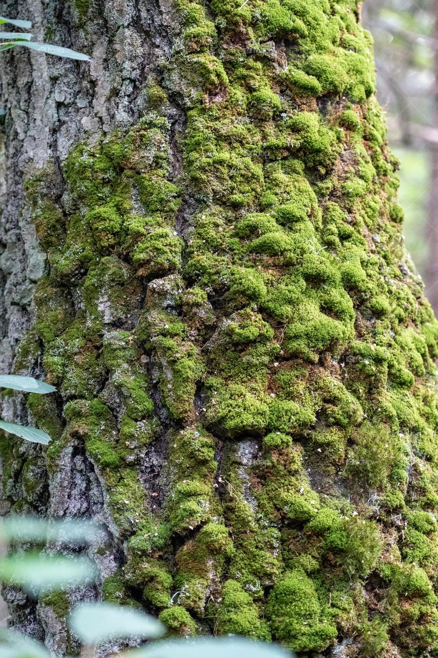 Green moss took over all tree.