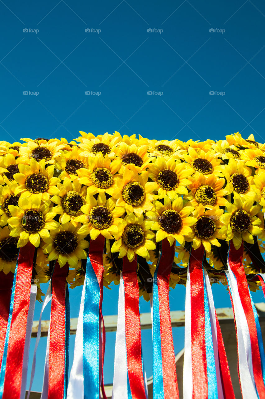 sunflowers in blue background