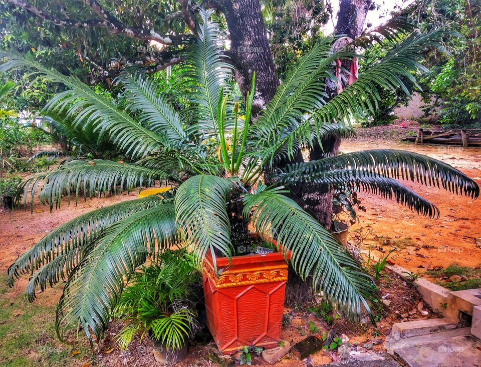 please take care of your plants 😍
Palms are one of the best known and most widely planted tree families. They have held an important role for humans throughout 