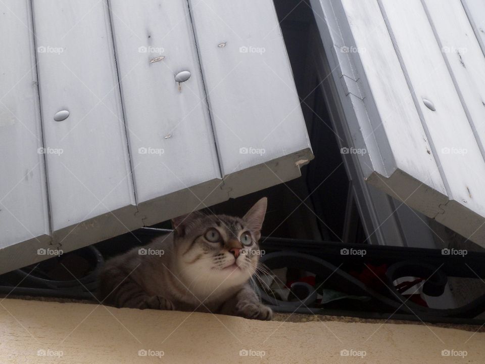 cat
Katze
Katze schaut aus Fenster