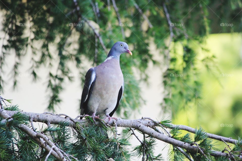Nature, No Person, Bird, Tree, Wildlife