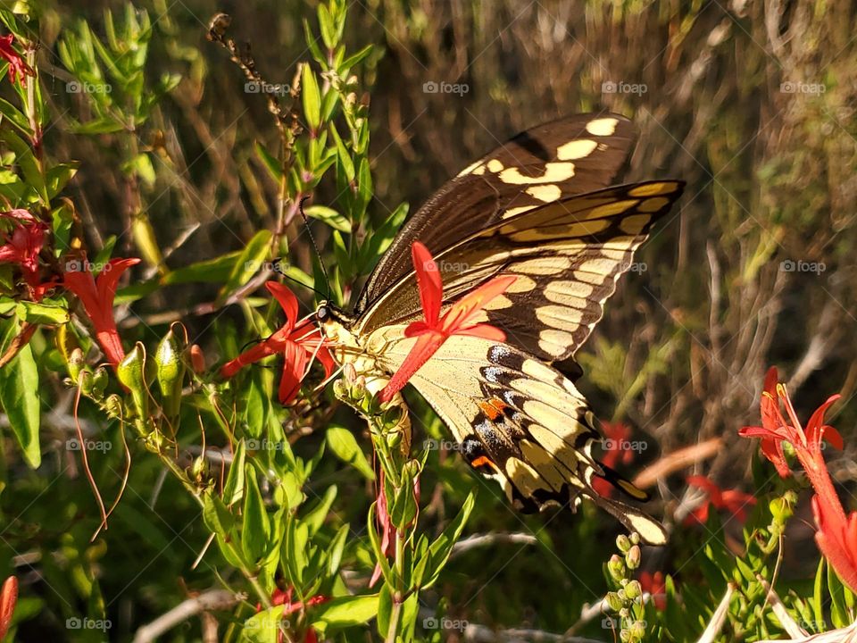 A beautiful swallowtail butterfly feeding on the nectar of red flowers.