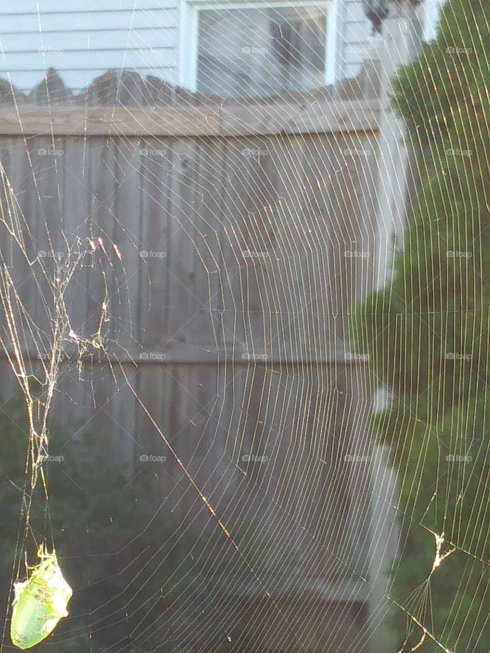 spider web