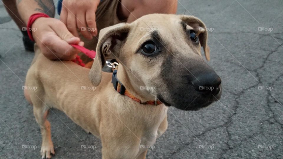 Beige Dog With Black Snout