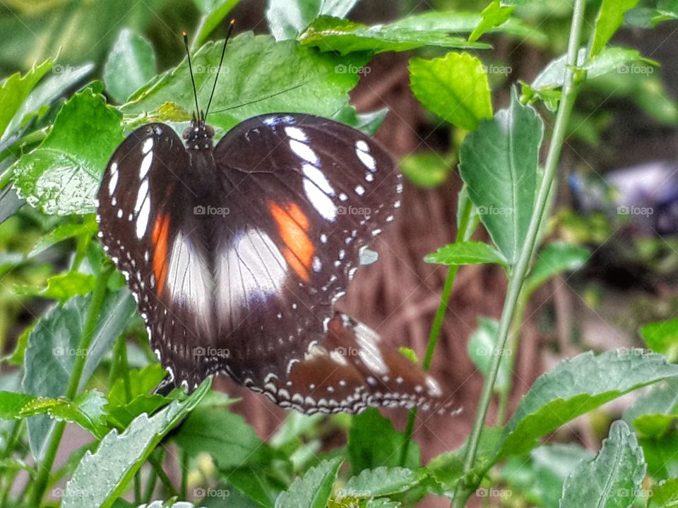 A pair of butterflies perched on the plant.