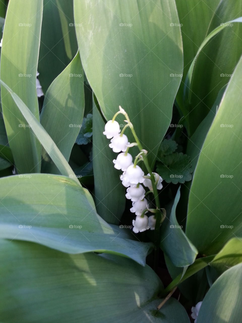 Bashful Belles. Some beautiful little white, bell shaped flowers nestled away in some plants.