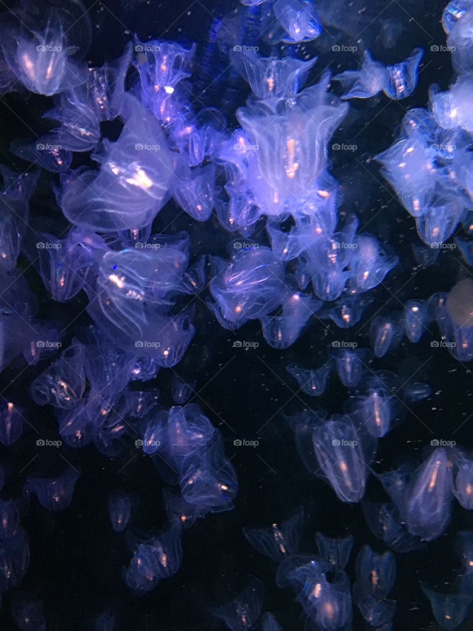 Jellyfish is La Rochelle aquarium