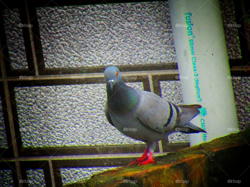 Rock dove or rock pigeon or common pigeon (Columba livia) is a member of the bird family Columbidae.