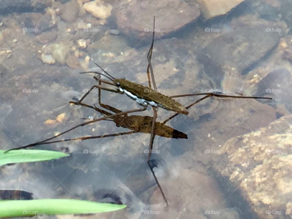 Water insect