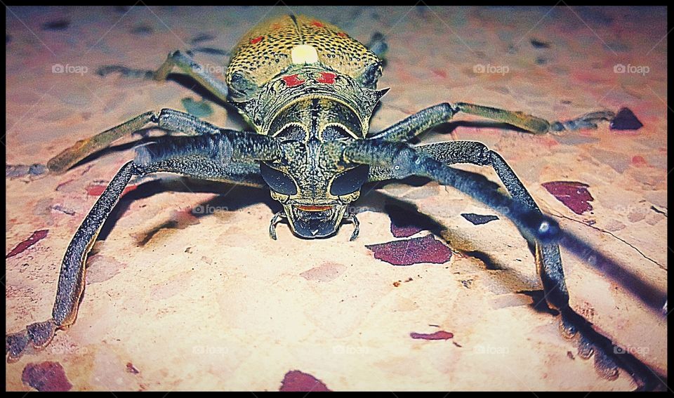 (2) A beautiful beetle picture