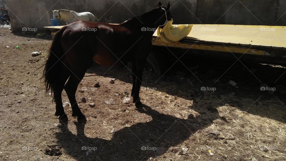 beautiful brown horse standing.