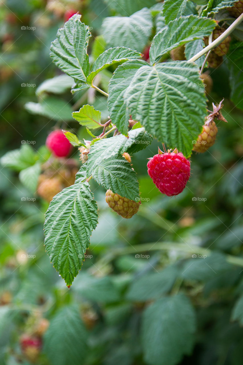Close-up of raspberry