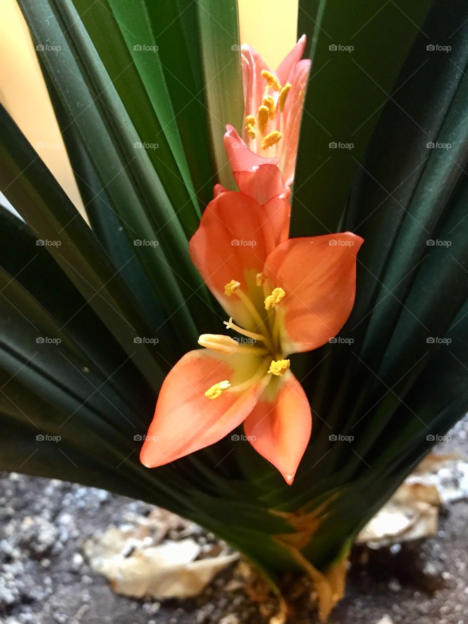 Beautiful flowering plant - Clivia minista ( Natal lily, bush lily, Kaffir lily)