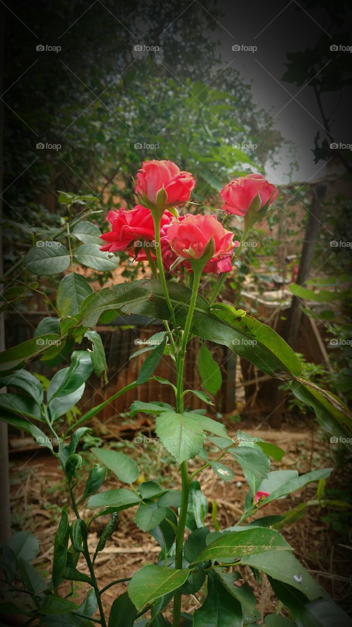 Roseiras - rosas...