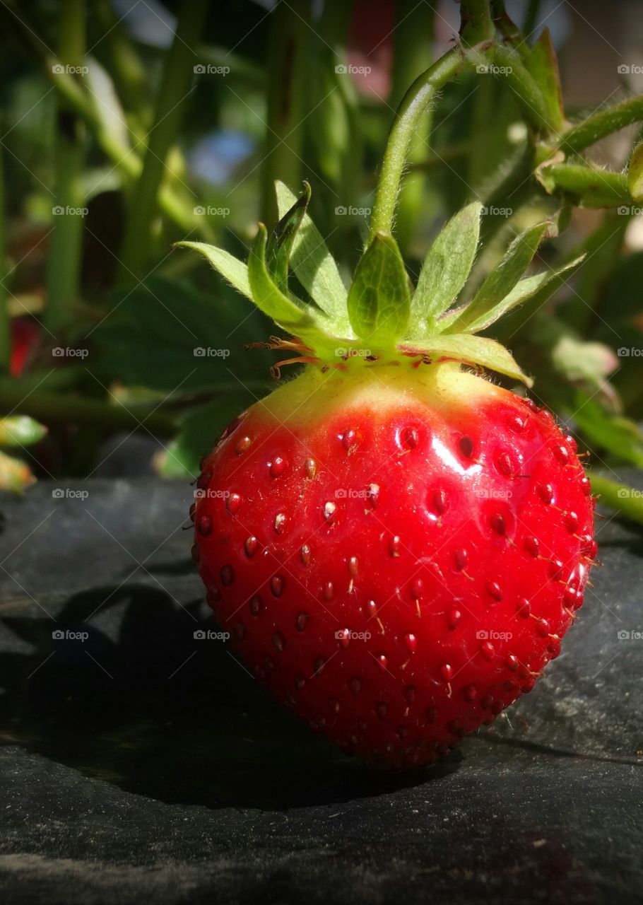 strawberry