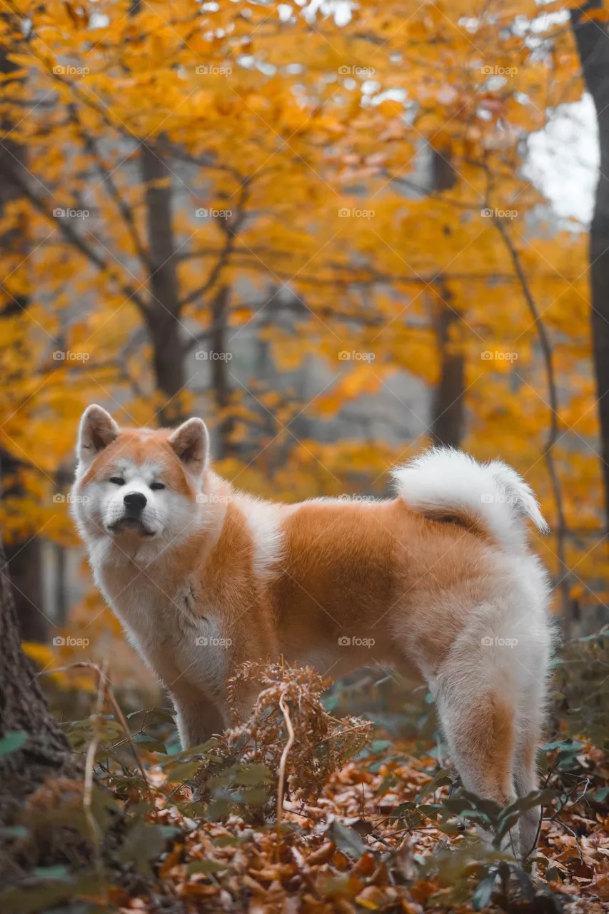 Dog, sunny day