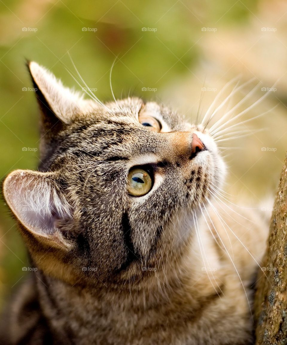 An adorable brown cat with beautiful eyes looks up.