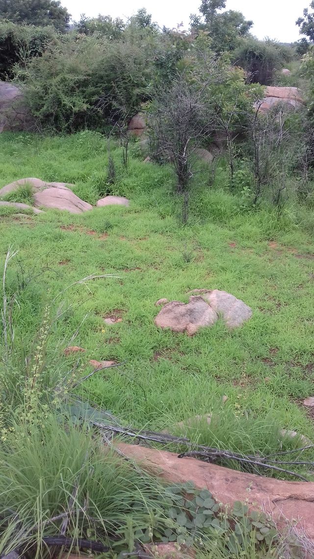 grasslands