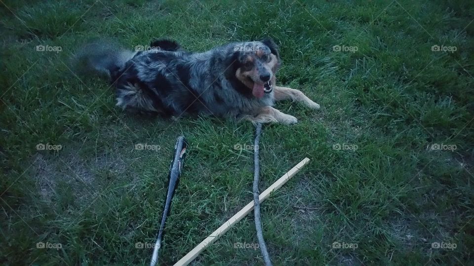 A dog and her sticks