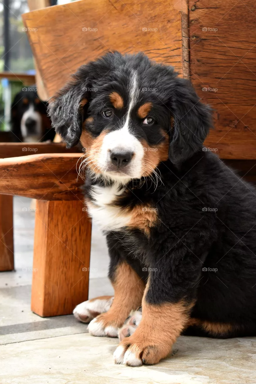 Puppy