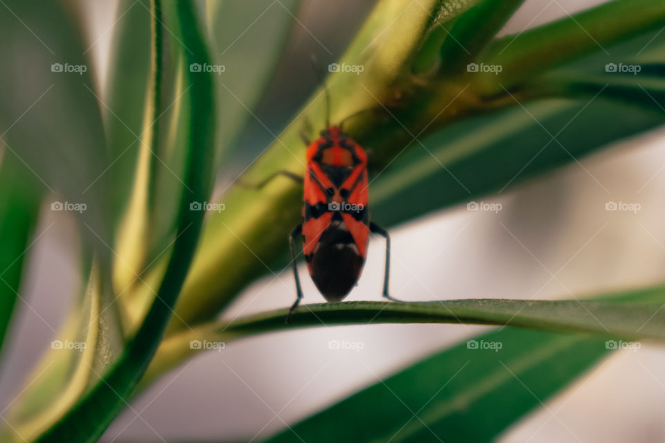 Red Bug